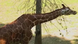 North Carolina Zoo horticulture crew maintains views for visitors and keeps the animals happy