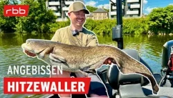 Spinnfischen auf Wels im Hochsommer mit Carsten Zeck | Angebissen #203 | Angelpodcast