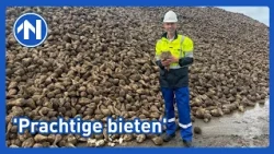 De suikerbieten voor de fabriek in Hoogkerk komen van heinde en verre