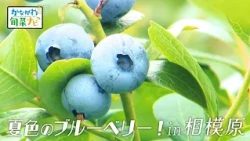 「夏色のブルーベリー！in 相模原」かながわ旬菜ナビ 2026/7/19放送