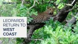 Leopards return to South Africa's West Coast after 170 years