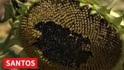ŽETVA SUNCOKRETA POČELA RANIJE PRINOSI ISPOD OČEKIVANJA POLJOPRIVREDNIKA