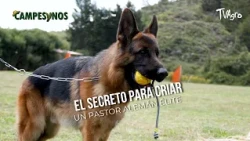 The secret to raising an elite German Shepherd - TvAgro by Juan Gonzalo Angel