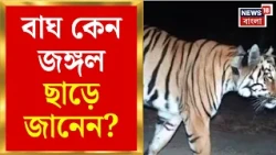 Simlipal Tiger Reserve News | Buxa-র বাঘিনীর স্থান বদল নিয়ে কী বলছেন বিশেষজ্ঞরা? | Bangla News