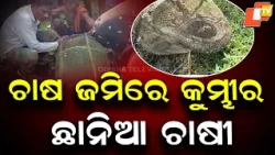 6-Foot Crocodile Rescued from Fishing Net in Rajnagar, Kendrapada