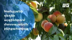 Խանջյանի դեղձի այգիներում մասսայական բերքահավաք է