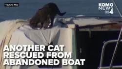 Another cat rescued from abandoned boat, 60+ cats under care of Tacoma Humane Society