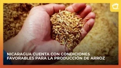Rain-fed rice planting reaches 7,700 manzanas