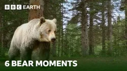 Extraordinary Bear Moments | BBC Earth