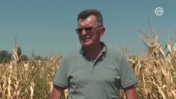 Suša spržila kukuruz u Semberiji, farmeri razmišljaju o odustajanju