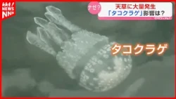 Mass Bloom of Octopus Jellyfish in Amakusa Port: Likely Driven by Continued High Temperatures and...