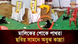 The wait doesn't end even after death! A loyal dog's silent tears in front of its deceased owner'...