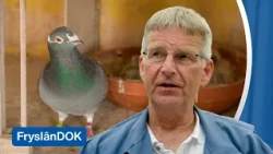 Dreigt de duivensport uit De Westereen te verdwijnen? | FryslânDok