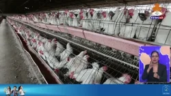 काठमाडौं उपत्यकामा वर्डफ्लुक संक्रमण तीव्र गतिमा फैलिदैँ