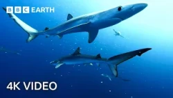 Breathtaking Ocean Wildlife In 4K | BBC Earth