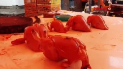 CHICKEN MEAT PRICES DROP IN LUBUK SIKAPING
