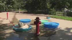 Protecting pets from heat: Vital tips from local veterinarian