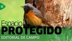 Protected Space | Field Editorial