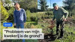 Drought destroys Jan's Christmas trees, but Ronnie is having a field day | RTV Oost