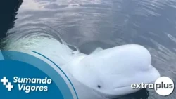 ¿Una ballena espía?