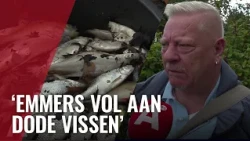 Dode vissen door geknapte rioolbuis