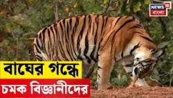 Royal Bengal Tiger | এবার সত্যিই বাঘের গন্ধ পাওয়া যাবে! মূত্র-মলে লুকিয়ে বাঘের সব তথ্য | N18V