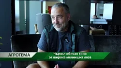 Агротема: Чърчил обичал вино от широка мелнишка лоза