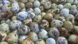 QUAIL EGG PRICES START TO CLIMB