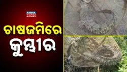 6-Foot Crocodile Found in Farmland | Rajnagar Villagers Left Scared