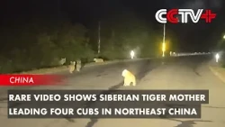 Rare Video Shows Siberian Tiger Mother Leading Four Cubs in Northeast China
