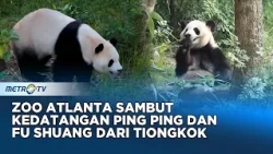 Semarak Kedatangan Ping Ping dan Fu Shuang, Panda Raksasa di Zoo Atlanta!