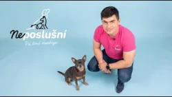 Čivava Charlie vládne gauču aj celej rodine Pavlíkovcov | Neposlušní