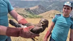 Փրկարարներն օգնության են հասել վիրավոր արծվին