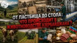 Livestock farming: from pasture to table