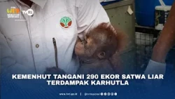 Kemenhut Tangani 290 Ekor Satwa Liar Terdampak Karhutla
