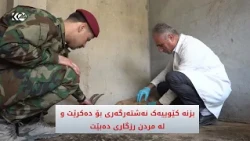بزنە کێوییەک بە نەشتەرگەری  لە مردن رزگار کرا