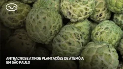 Anthracnose affects atemoya orchards in São Paulo