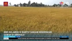 BWS SULAWESI IV BANTU TANGANI KEKERINGAN SAWAH DI AMOHALO