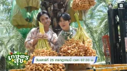 Kaset Suk this week: "Ton Tae-Jukbee" take you climbing to new heights with date palms in Nonthab...
