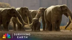 Baby Gomphothere Gets Swept Out to Sea During Migration to South America | Surviving Earth | NBC