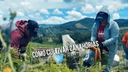 How to grow perfect and profitable carrots - TvAgro by Juan Gonzalo Angel