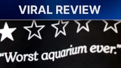 ‘Worst aquarium ever’: New Bedford Whaling Museum turns 1-star review into viral merch