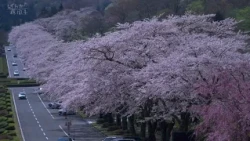 ～桜花をつむぐ～其の一
