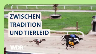 Der Kampf gegen die Rennindustrie: So sehr leiden Pferde & Hunde | Tiere suchen ein Zuhause | WDR