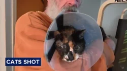 Public warned after 2 cats shot and seriously injured in West Deptford Twp.