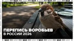 Sparrow Census in Russia 2026: How to Participate and Why Birds Are Disappearing