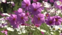 "The colors of the sky and flowers are perfect..." Colorful cosmos in full bloom at Hokubo Cosmos...