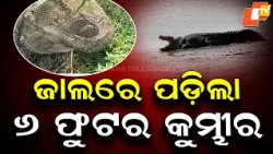 6-Foot Crocodile Trapped in Fishing Net in Kendrapara, Forest Department Rescues It