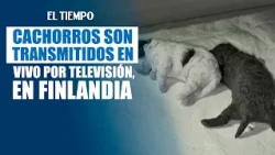Una transmisión en vivo de cachorros en Finlandia se volvió viral | EL TIEMPO