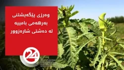 وەرزی پێگەیشتنی بەرهەمی بامییە لە دەشتی شارەزوور